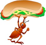 A very hungry ant
